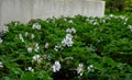 Dense, clump forming perennial that features scalloped, felted, wrinkled, gray-green basal leaves that eventually turn yellow in a