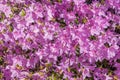 Dense cluster of bright pink azalea (genus Rhododendron) flowers blooming in a garden in springtime