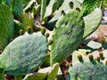 Graffiti Carved on Fruiting Prickly Pear Cactus Leaves, Greece