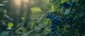 A dense cluster of deep blue blueberries stands out against the verdant foliage, showcasing the beauty and bounty of the