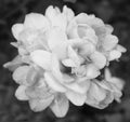 Dense cluster of a double freesia flowers