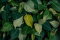 Dense cluster of green leaves in various shapes with visible veins Royalty Free Stock Photo