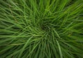 A dense cluster of long, slender green grass blades arranged in a swirling pattern, Royalty Free Stock Photo