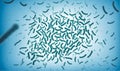 dense cluster of microscopic bacteria view Royalty Free Stock Photo