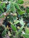 Prickly Pear Long Thorns and Fruit Royalty Free Stock Photo