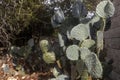 Dense cluster of prickly pear cactus pads by a stone wall Royalty Free Stock Photo