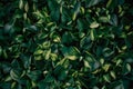 Dense collection of green leaves forming a thick, carpet like texture Royalty Free Stock Photo