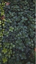 Dense collection of green leaves forming a thick, carpet like texture Royalty Free Stock Photo