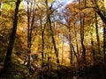 Dense and colorful autumn forests of northern Iran Royalty Free Stock Photo