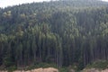 Dense conifer forest on mountain slope close up. Nature texture. Royalty Free Stock Photo