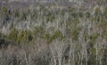 Dense coniferous forest on a hill Royalty Free Stock Photo