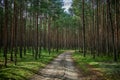 Dense coniferous forest in the morning with the sun breaking through between the trees Royalty Free Stock Photo