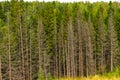 Coniferous spruce forest-a source of health during walks