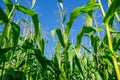 In a dense corn plantation against a clear sky