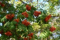 Dense corymbs of orange berries of Sorbus aucuparia