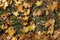 Dense cover of fallen leaves of maple on grass from above
