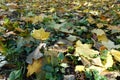 Dense cover of fallen leaves of maple on the ground in October