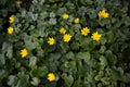 Dense cover of flowering ficaria verna in March