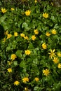 Dense cover of flowering ficaria verna in March