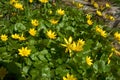 Dense cover of flowering ficaria verna in March