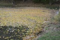 Dense cover of infested leaves on the water surface of the pond. natural yellow camouflage.Leaves cover the surface. Danger of fal