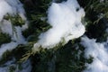 Dense cover of snow on branch of juniper