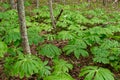Mayapple in a forest