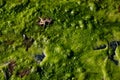Dense covering of algae on water Royalty Free Stock Photo