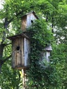 Birdhouse in the thicket of lianas