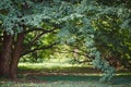 The dense crown of a tree overhangs an arch