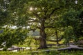 Dense crown of the 200-year-old Bohdan Khmelnytsky Oak at sunset Royalty Free Stock Photo