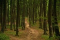 Dense dark forest path