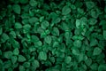 Dense dark green leaves in the garden. Emerald green leaf texture. Nature abstract background. Tropical forest. Above view of dark Royalty Free Stock Photo