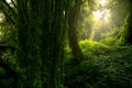 Dense dark green trees forest with moss on tree trunk. Forest ecosystem. Biodiversity of forest. Green trees capture CO2. Green Royalty Free Stock Photo