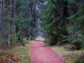 Dense dark spruce forest with a red path