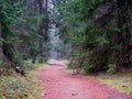Dense dark spruce forest with a red path