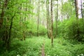 Dense deciduous forest and a narrow forest path running away into the distance. A walk in the woods. Well in the forest
