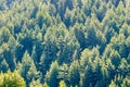 Dense Douglas Fir Pseudotsuga menziesii forest, California Royalty Free Stock Photo