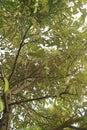 Dense durian tree during the day Royalty Free Stock Photo