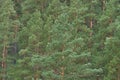 Dense evergreen forest of pine trees with lush greenery and tall trunks Royalty Free Stock Photo