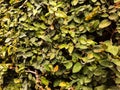 Dense Ficus Pumila Climbing Vine Wall Texture Royalty Free Stock Photo