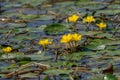 Water lilies Nymphoides peltata on the river in the summer