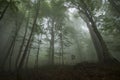 Dense fog in the beechen wood Royalty Free Stock Photo