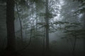 Dense fog in the beechen wood Royalty Free Stock Photo