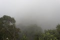 A dense fog covers colombian andean rain forest Royalty Free Stock Photo