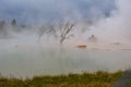 Thick dense fog in nature above the water. morning beautiful fog at dawn. calm nature pacification