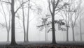 Dense fog obscuring leafless trees in a forest setting image photo Royalty Free Stock Photo