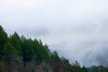 A Dense Foggy Forest with a Mountain in the Background.Suitable Title for Copy Space Royalty Free Stock Photo