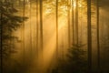 A dense, foggy forest at sunrise, where golden light filters through the trees, creating an ethereal