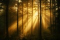 A dense, foggy forest at sunrise, where golden light filters through the trees, creating an ethereal